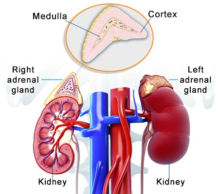adrenal glands