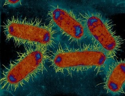 Escherichia coli