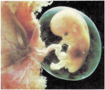fetus