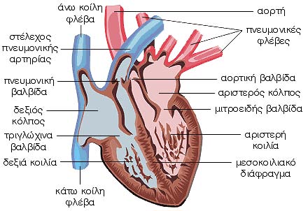 Η ανατομία της καρδιάς