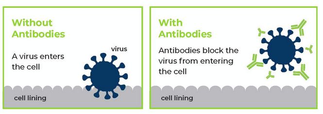 monoclonal antibodies